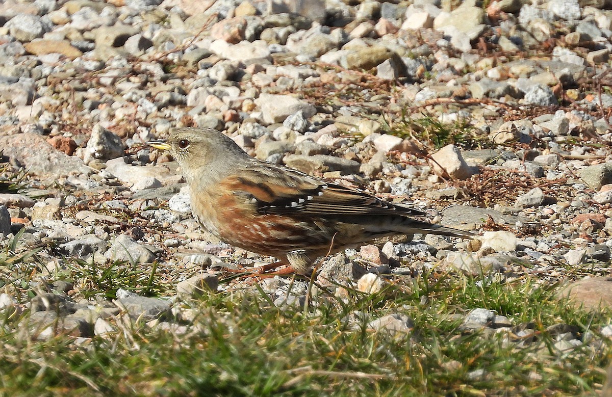 Alpine Accentor - ML645004271
