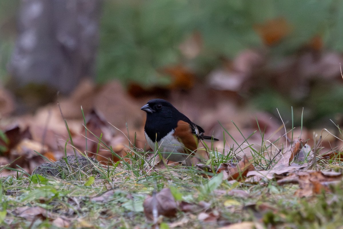 Eastern Towhee - ML645004287