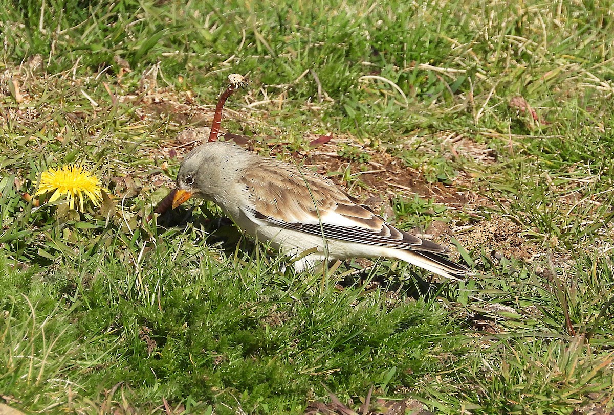 White-winged Snowfinch - ML645004291