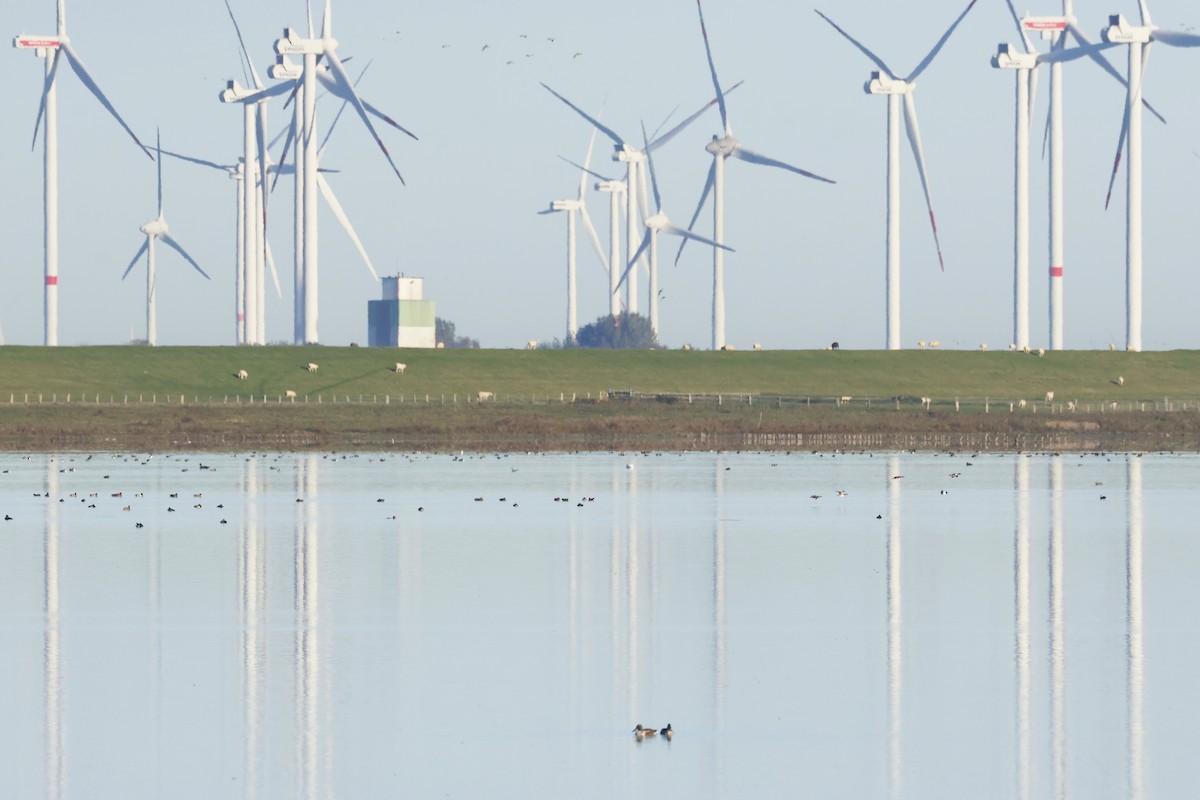 Ahate mokozabal zuria - ML645004295