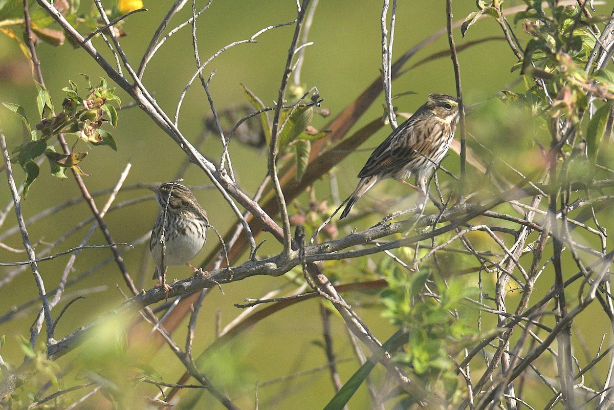 Savannah Sparrow - ML645004299