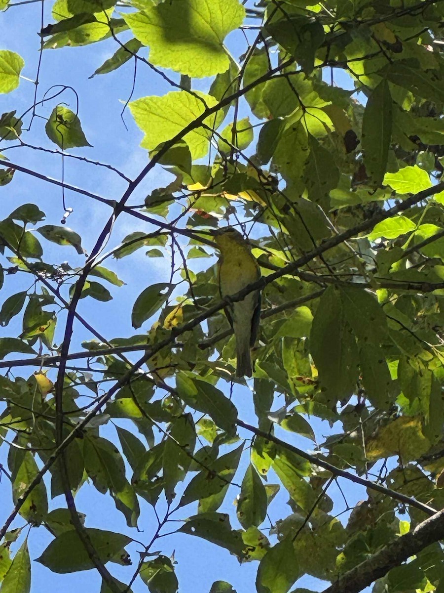 Yellow-throated Vireo - ML645004303