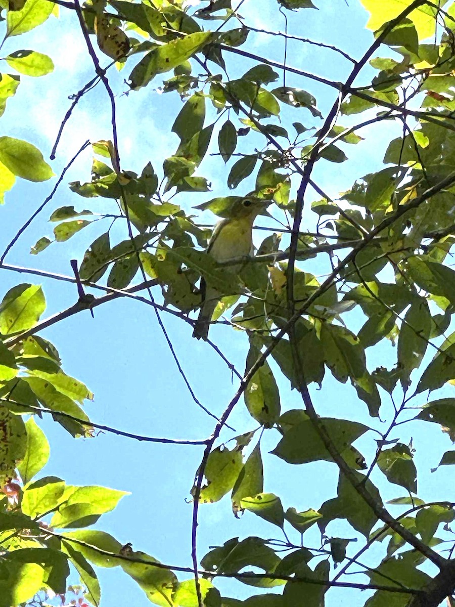 Yellow-throated Vireo - ML645004304