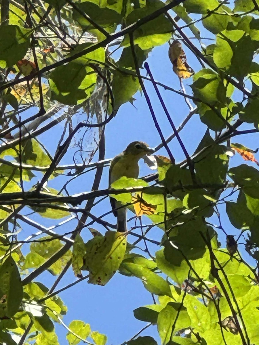 Yellow-throated Vireo - ML645004305