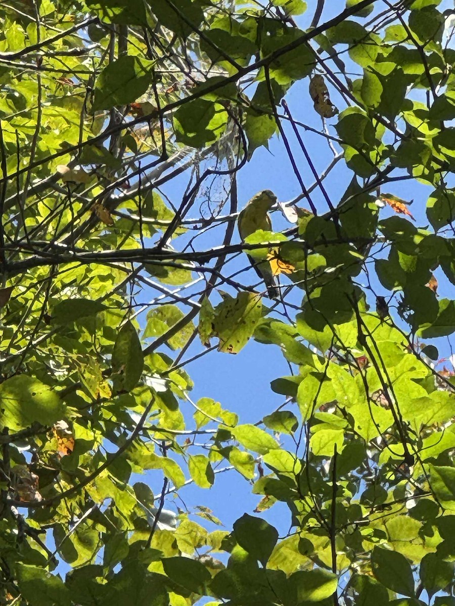 Yellow-throated Vireo - ML645004306