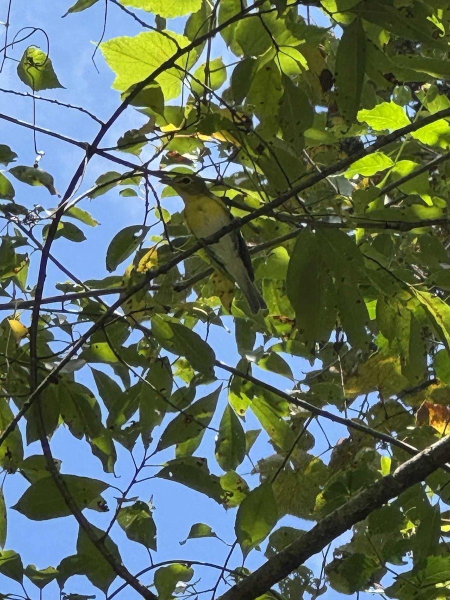 Yellow-throated Vireo - ML645004309