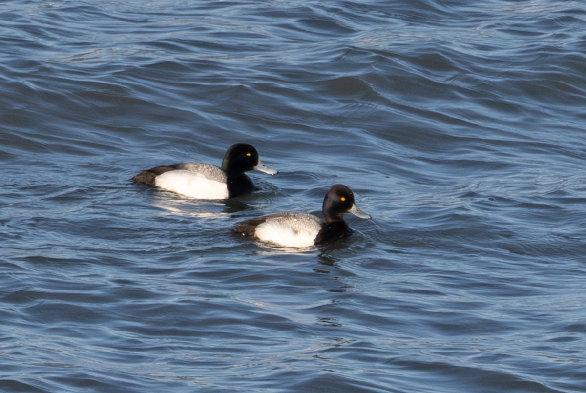 Lesser Scaup - ML645004317