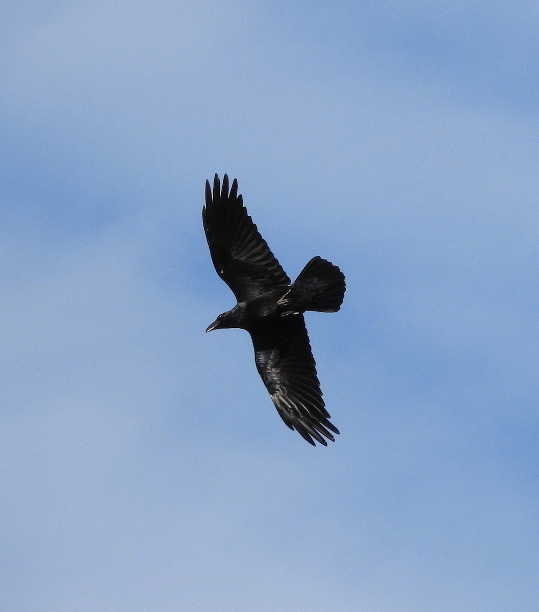 Common Raven - ML645004322