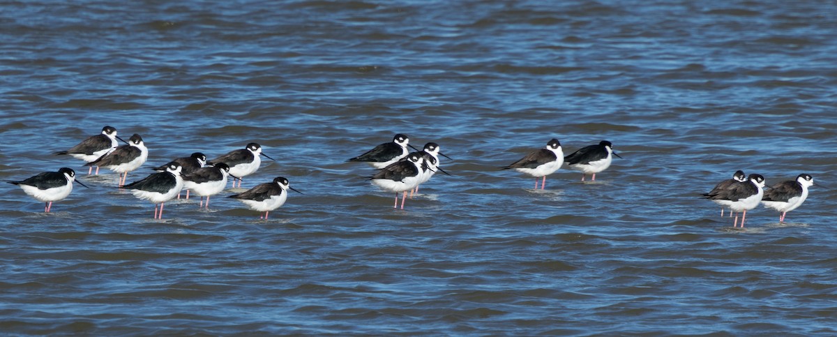 Black-necked Stilt - ML645004323