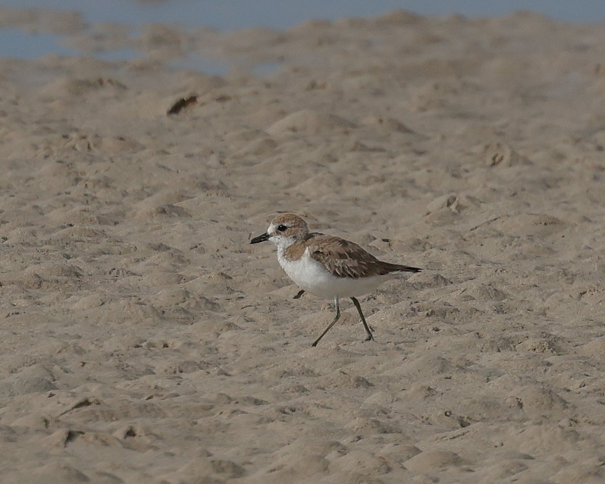 Tibetan Sand-Plover - ML645004326