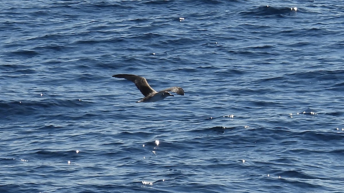 Cory's Shearwater - ML645004327
