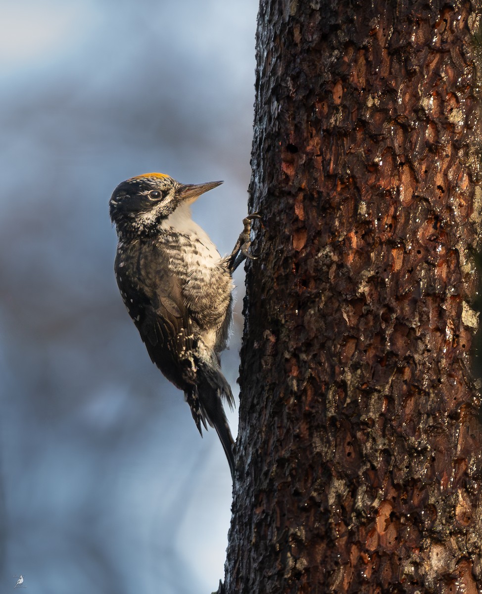 American Three-toed Woodpecker - ML645004332