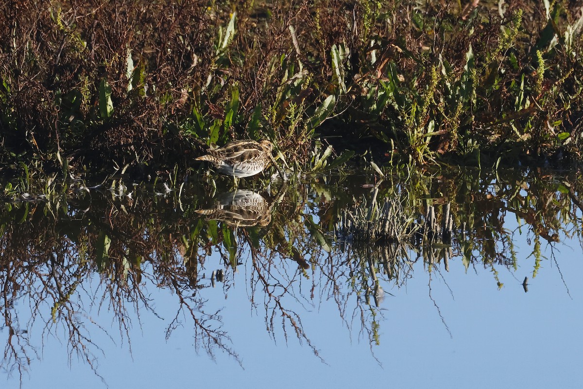 חרטומית ביצות - ML645004370