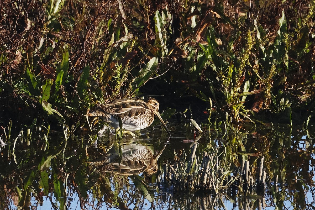 חרטומית ביצות - ML645004371