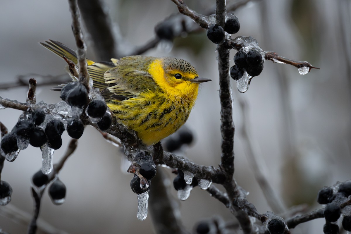Cape May Warbler - ML645004378