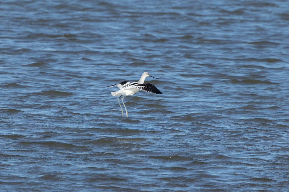 American Avocet - ML645004395