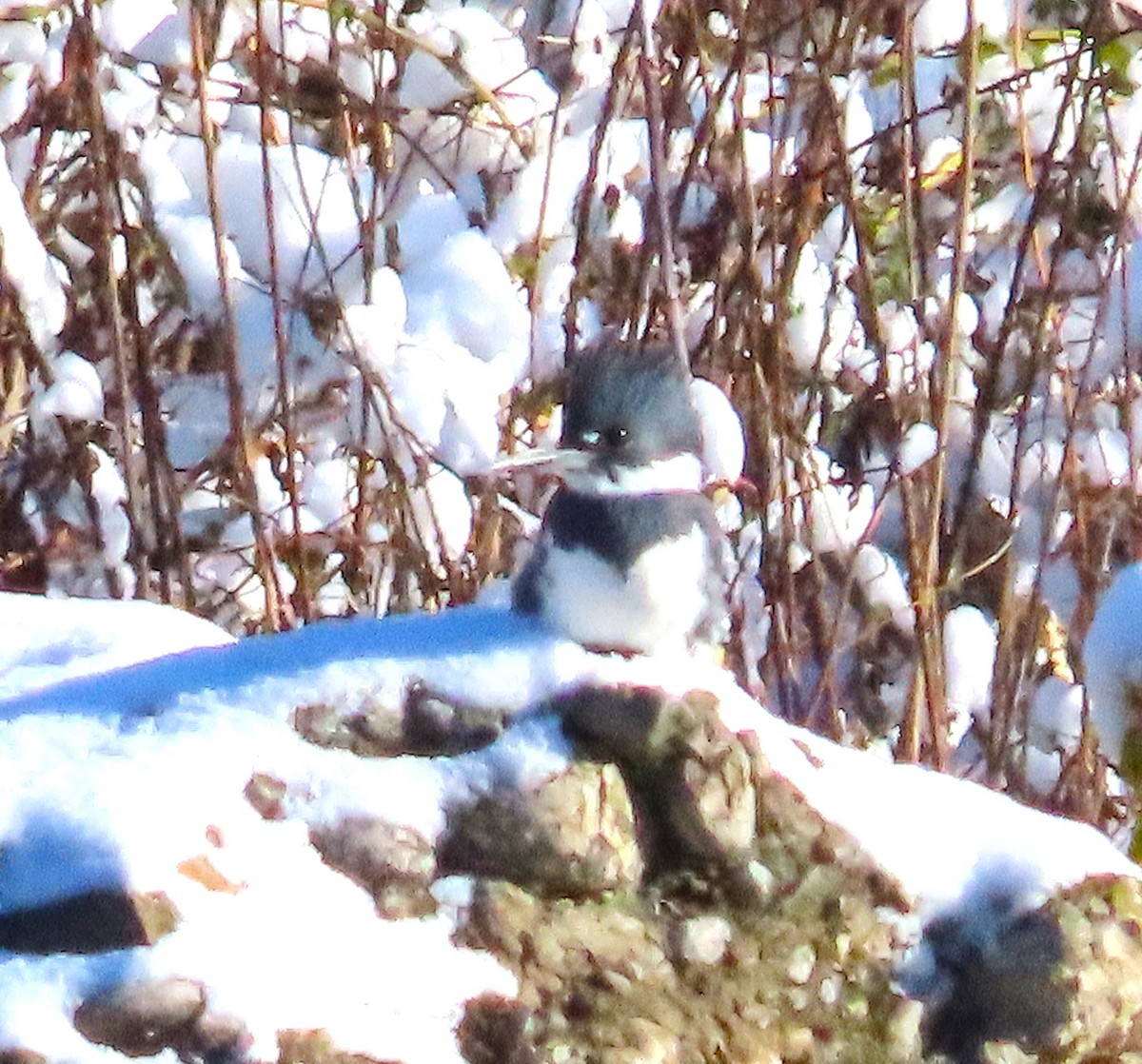 Martin handi iparramerikarra - ML645004401