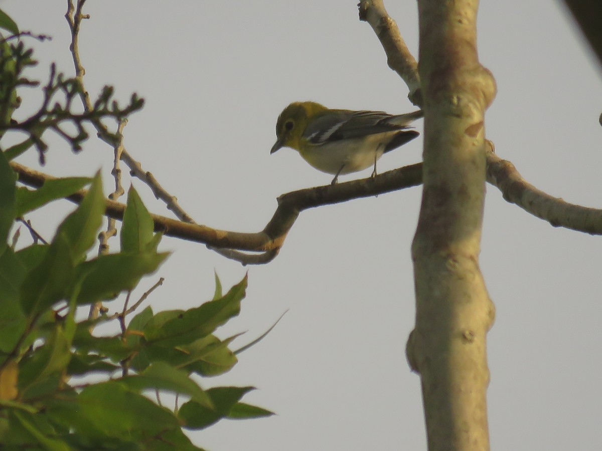 Yellow-throated Vireo - ML645004407