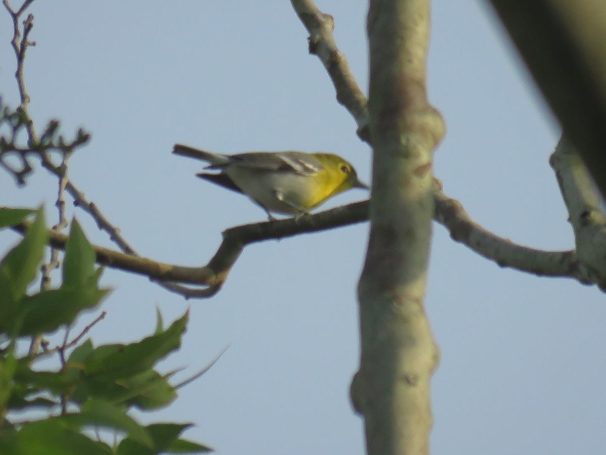 Yellow-throated Vireo - ML645004408