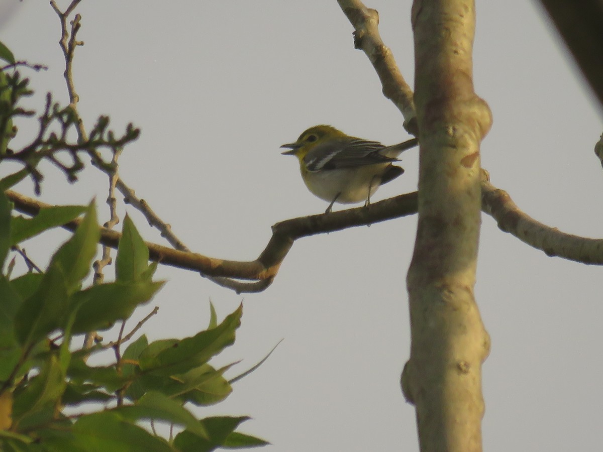 Yellow-throated Vireo - ML645004409