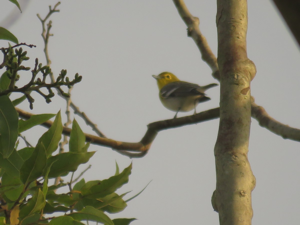 Yellow-throated Vireo - ML645004411