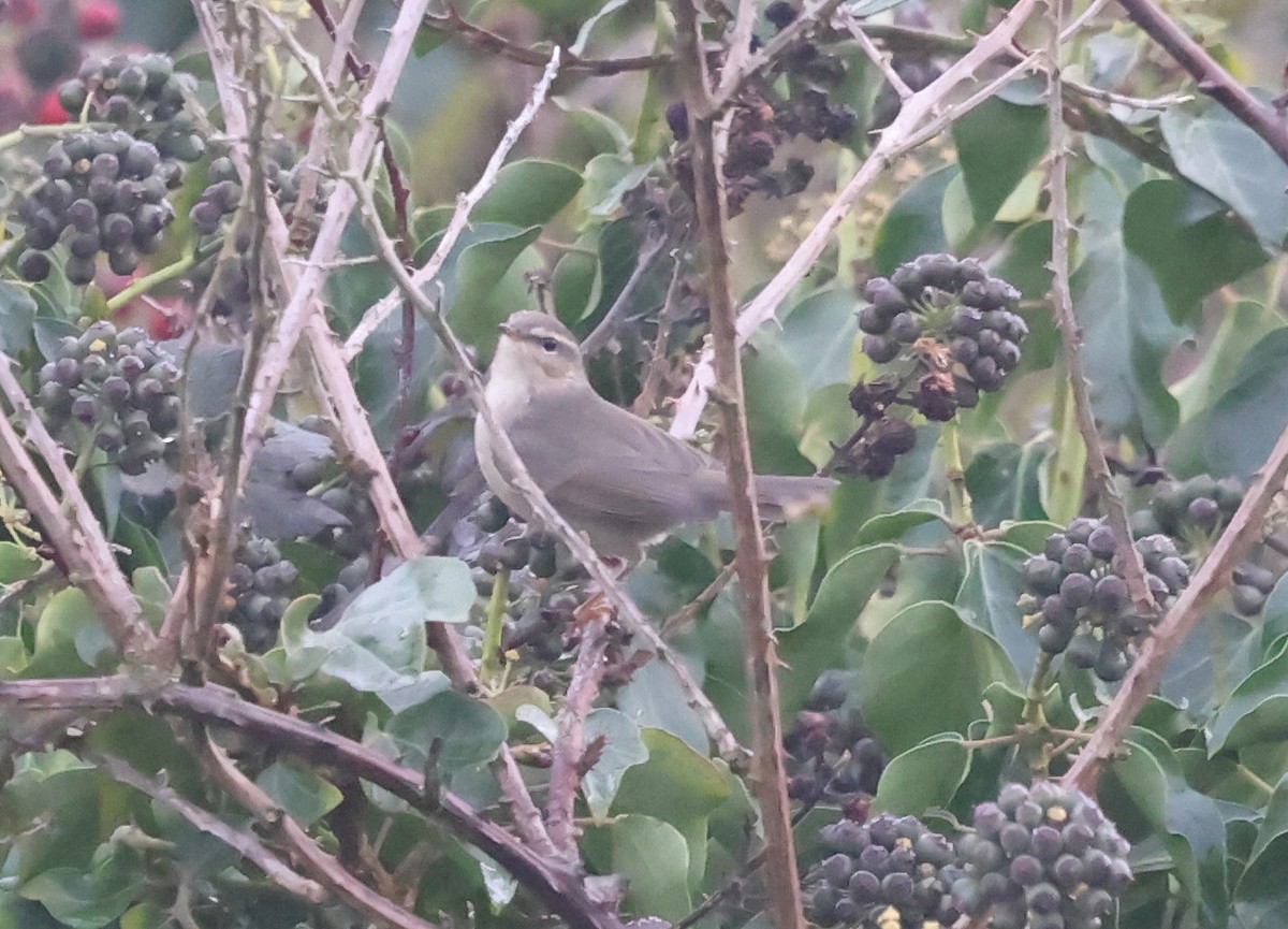 עלווית כהה - ML645004415