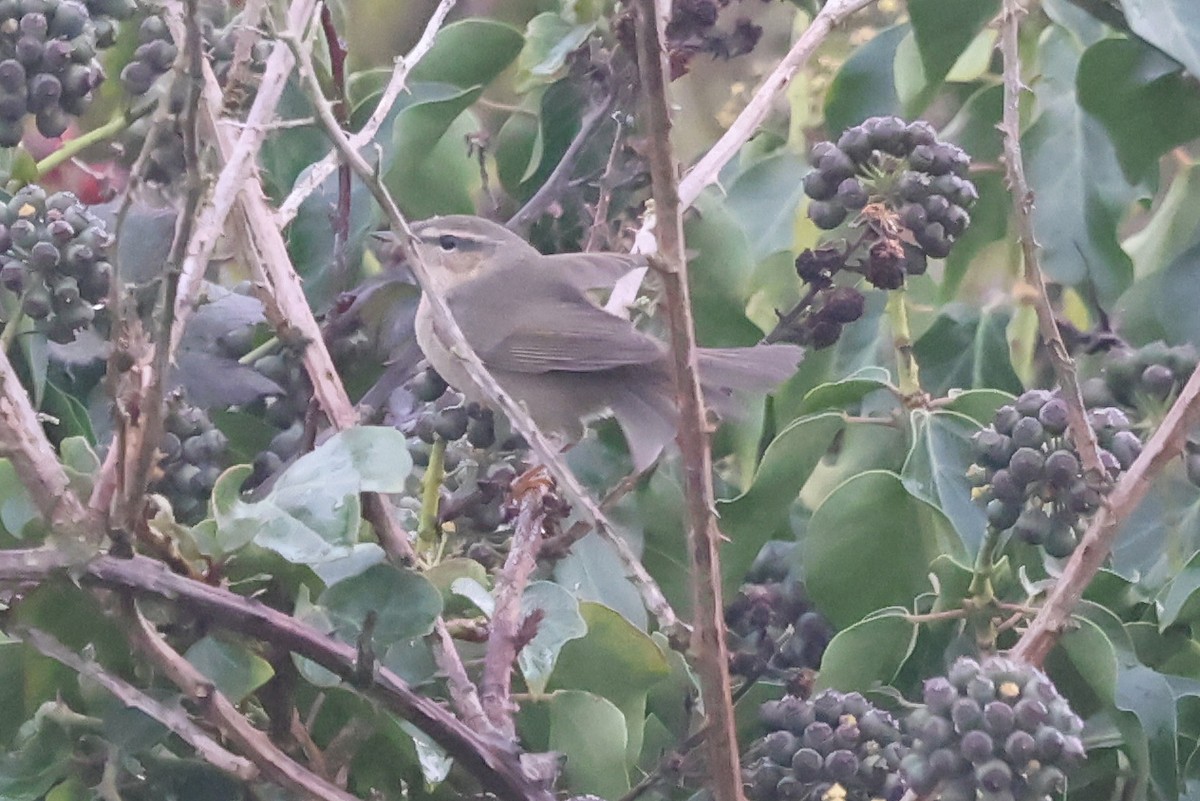 עלווית כהה - ML645004416