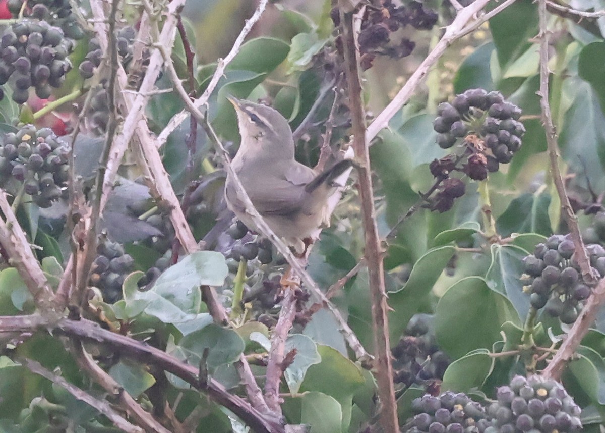 עלווית כהה - ML645004417