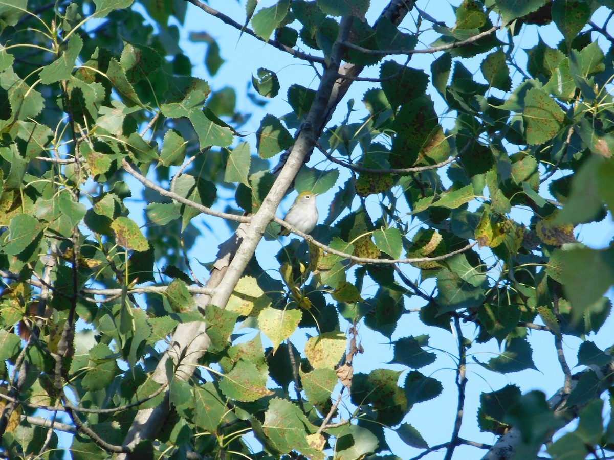 ワキチャアメリカムシクイ - ML645004418