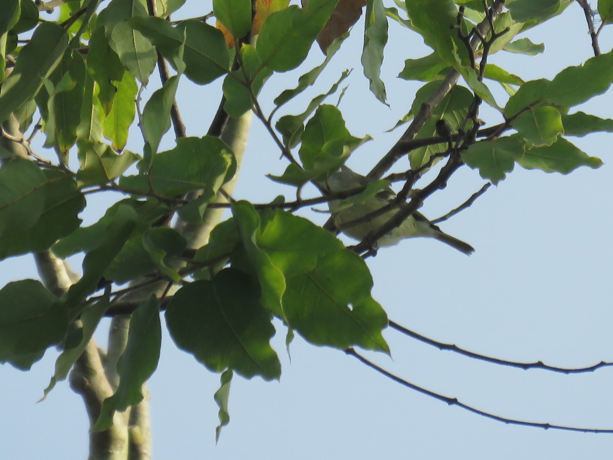 Blue-headed Vireo - ML645004438