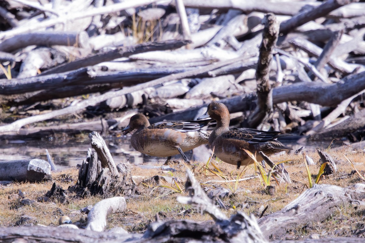 Eurasian Wigeon - ML645004445