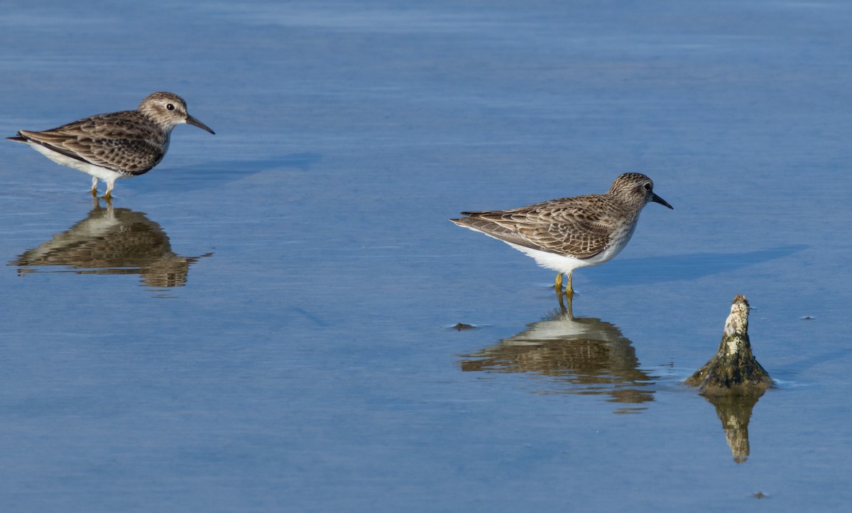Least Sandpiper - ML645004451