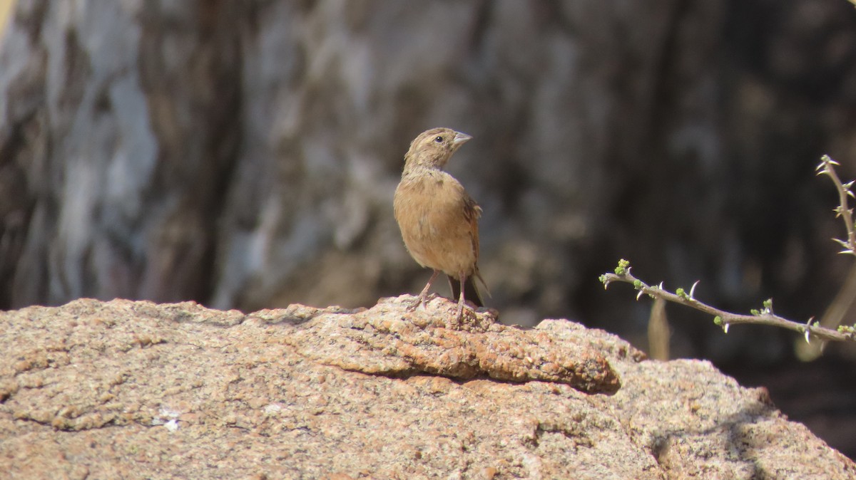 nomadespurv - ML645004454