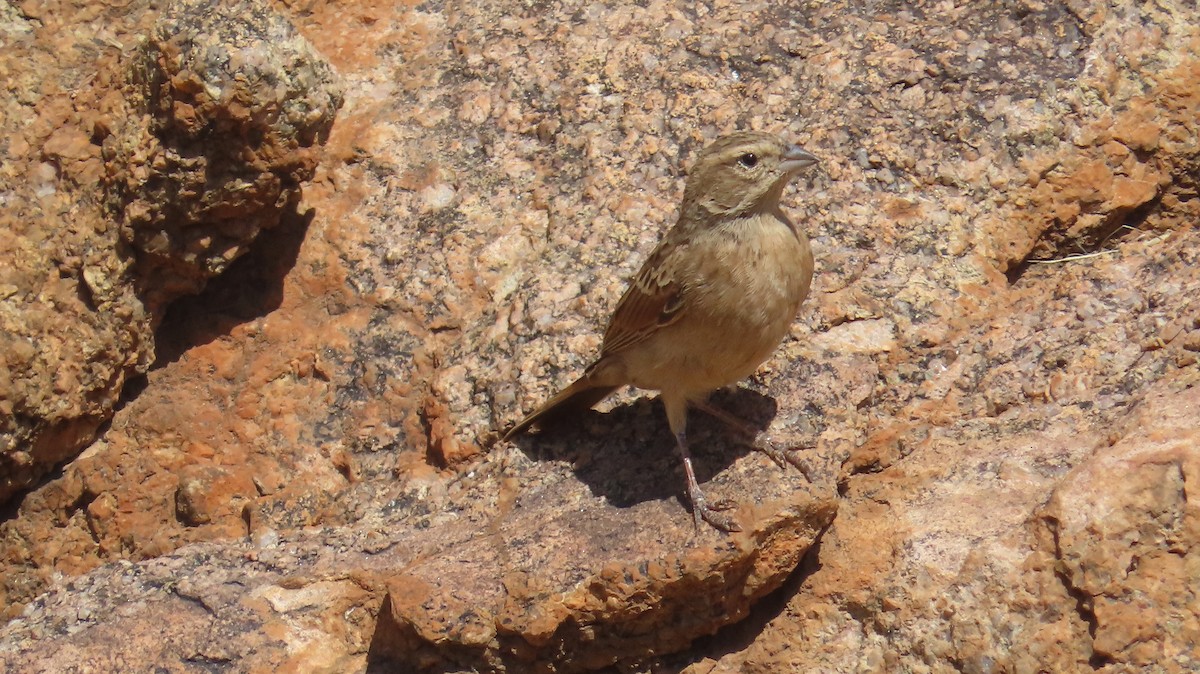 nomadespurv - ML645004455