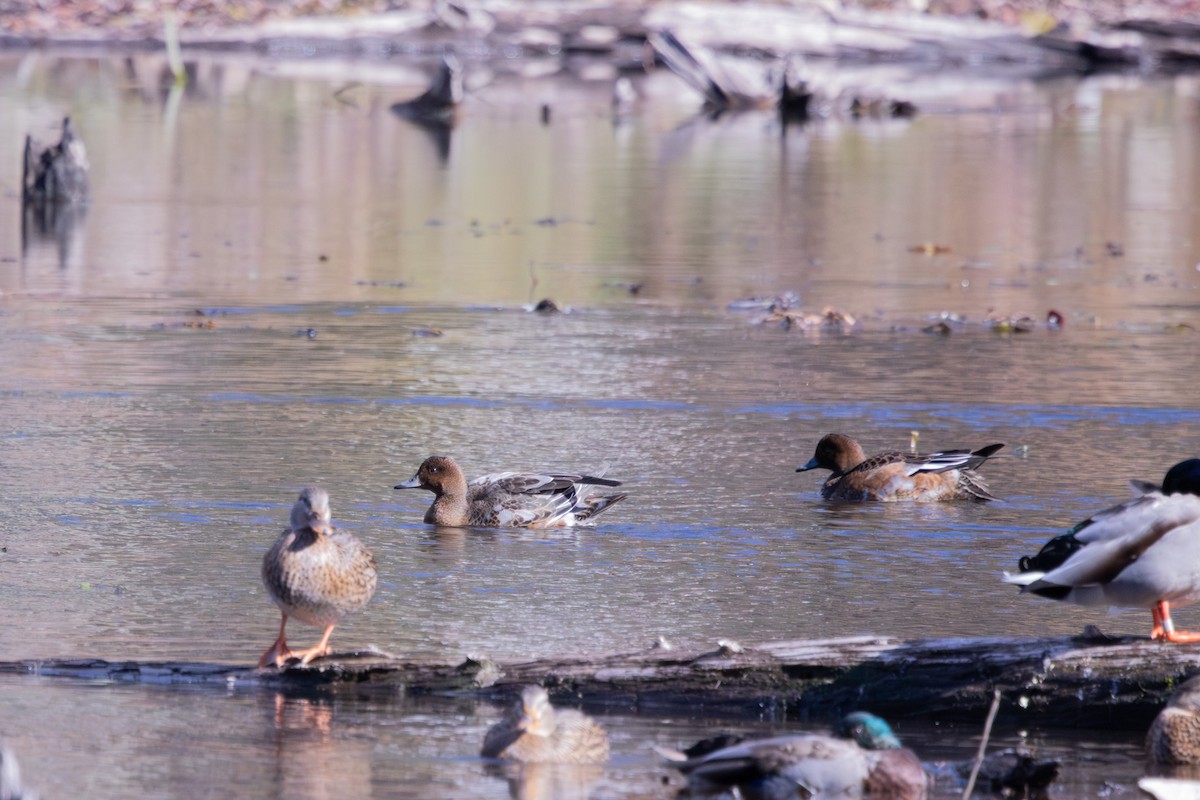 Eurasian Wigeon - ML645004457