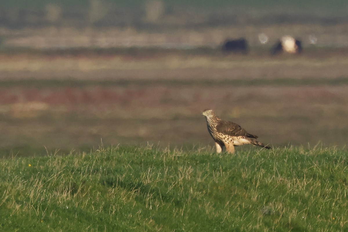 נץ גדול - ML645004463