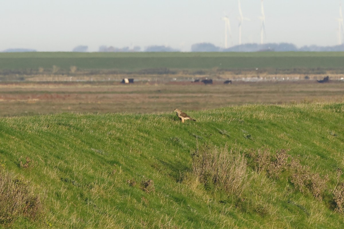 נץ גדול - ML645004464