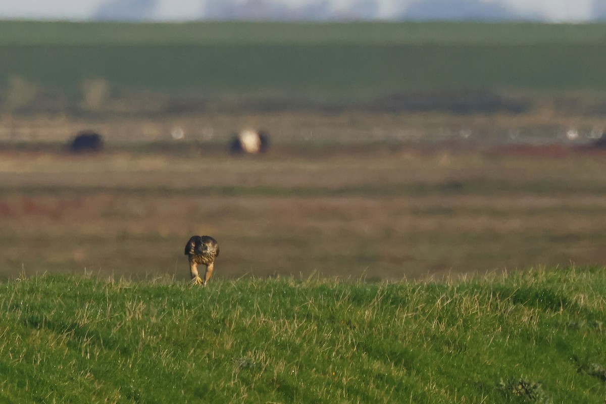 נץ גדול - ML645004465