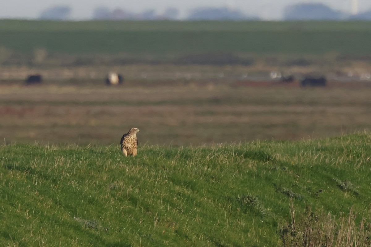 נץ גדול - ML645004466