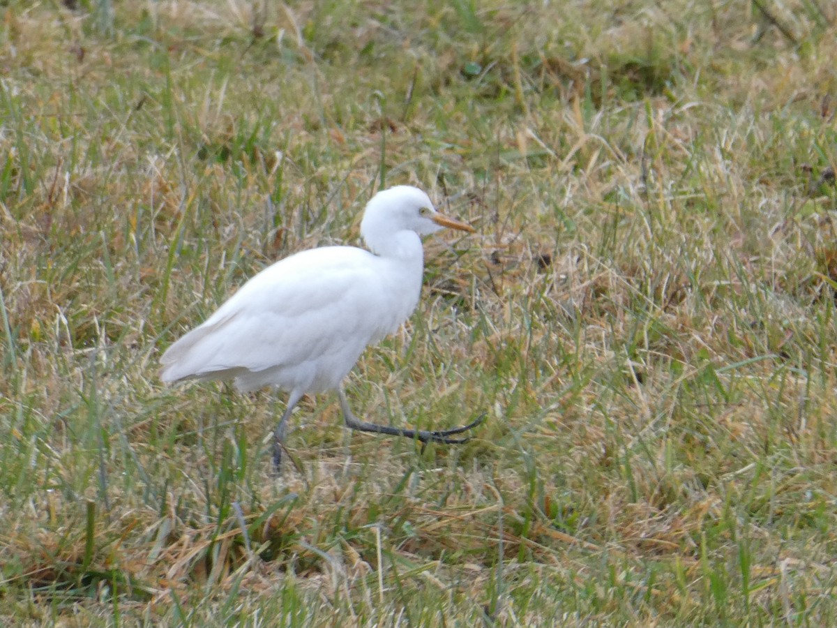 Western Cattle-Egret - ML645004472