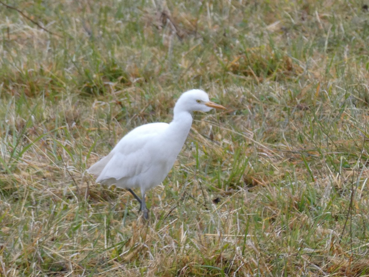 Western Cattle-Egret - ML645004473