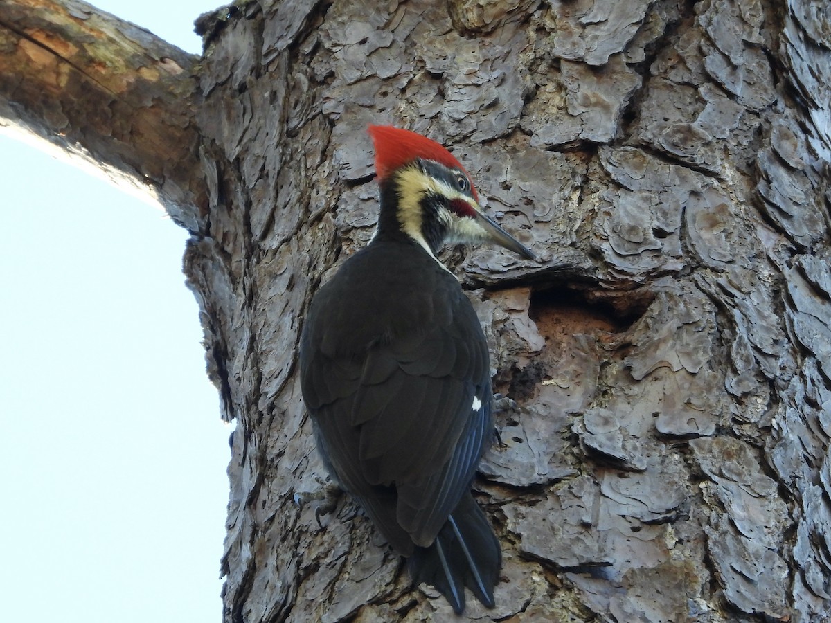 Pileated Woodpecker - ML645004562