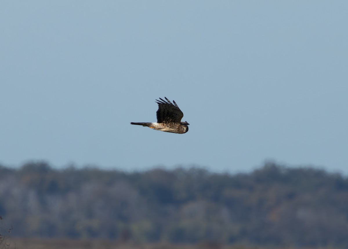 Northern Harrier - ML645004572