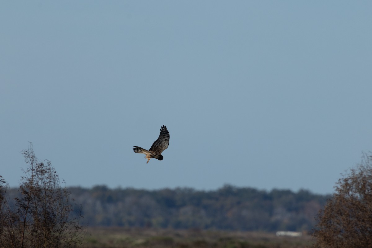 Northern Harrier - ML645004573