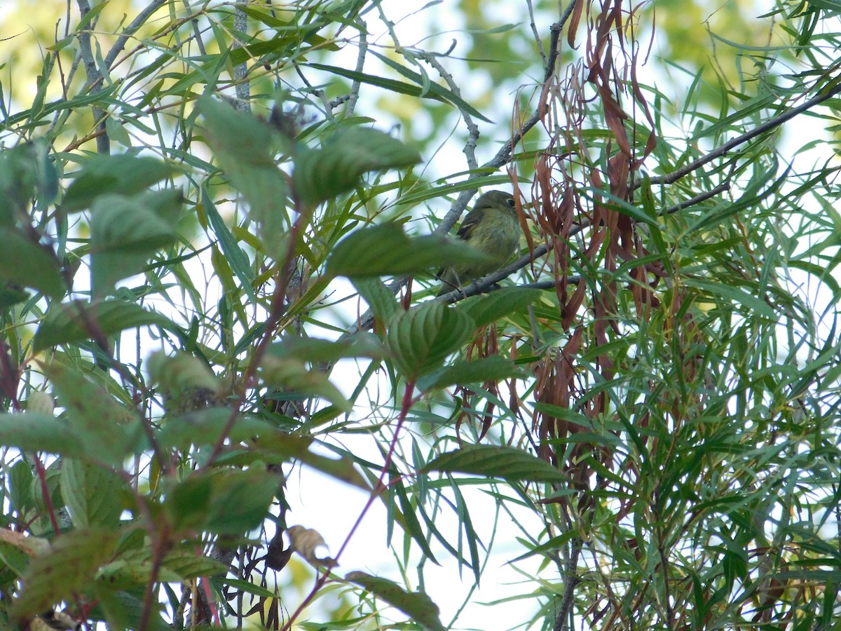 Yellow-bellied Flycatcher - ML645004581
