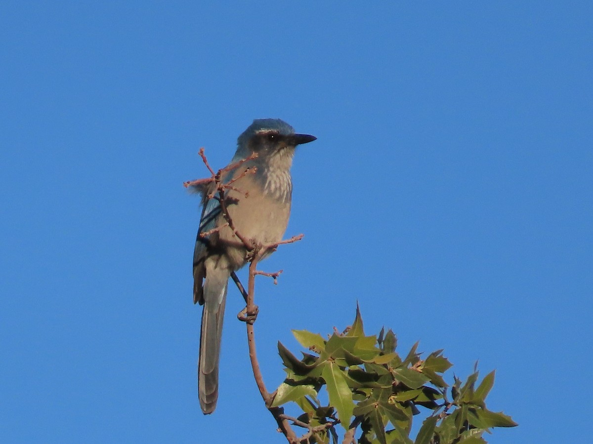 Woodhouse's Scrub-Jay - ML645004582