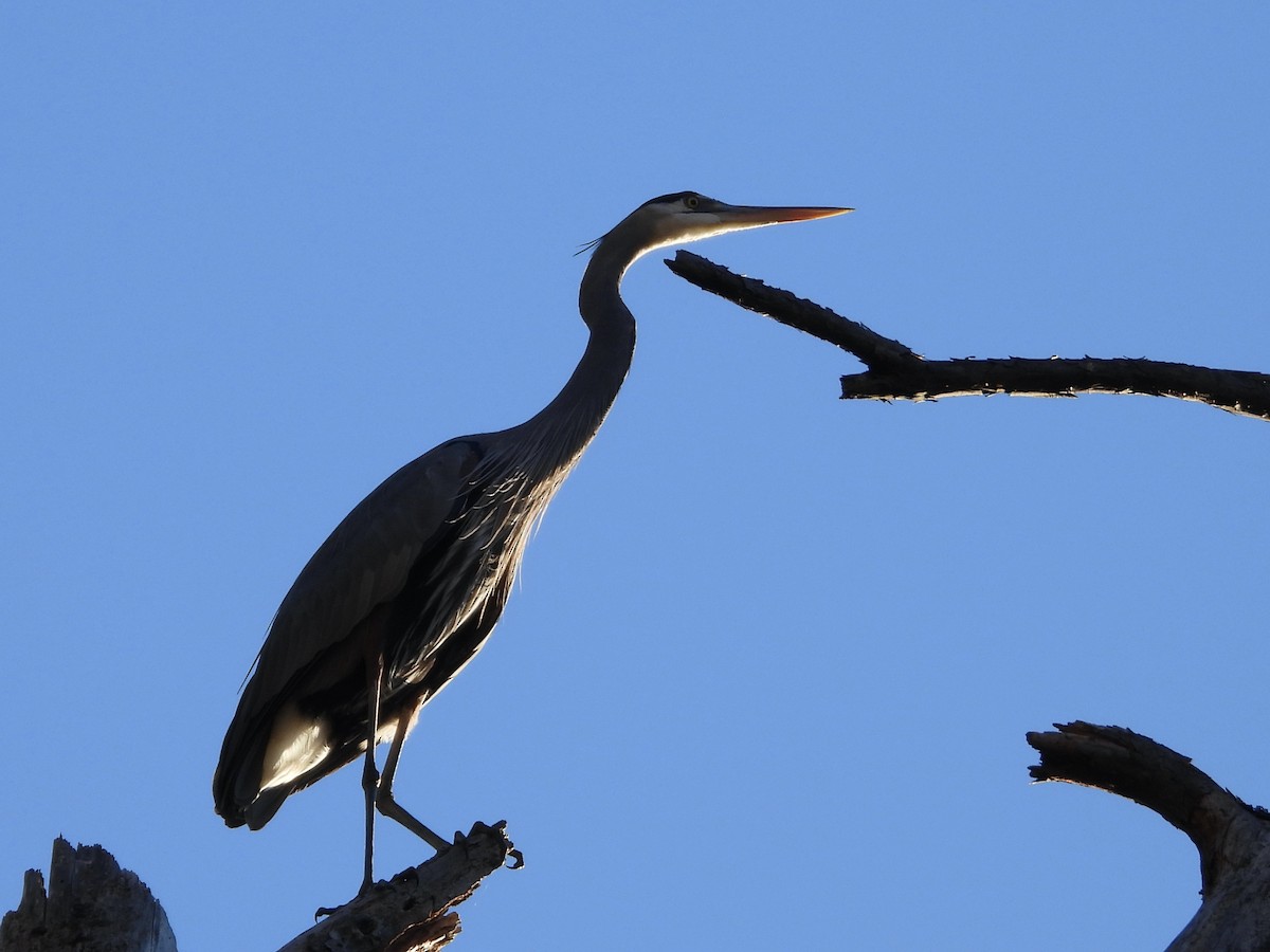 Great Blue Heron - ML645004585