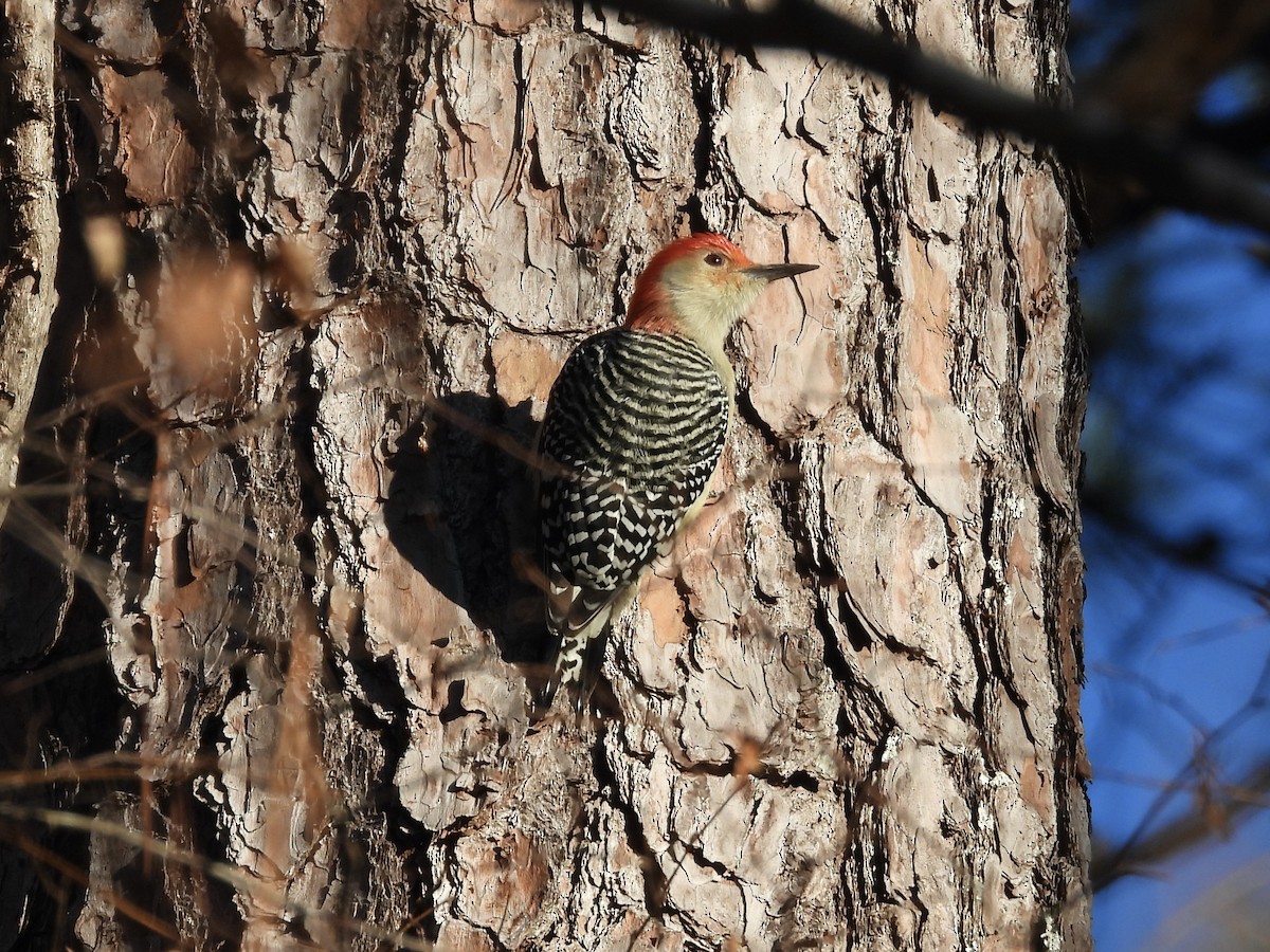 Red-bellied Woodpecker - ML645004594