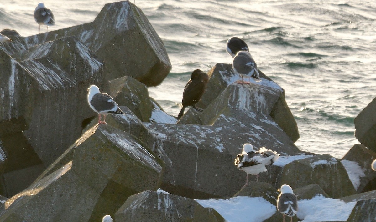 Japanese Cormorant - ML645004612