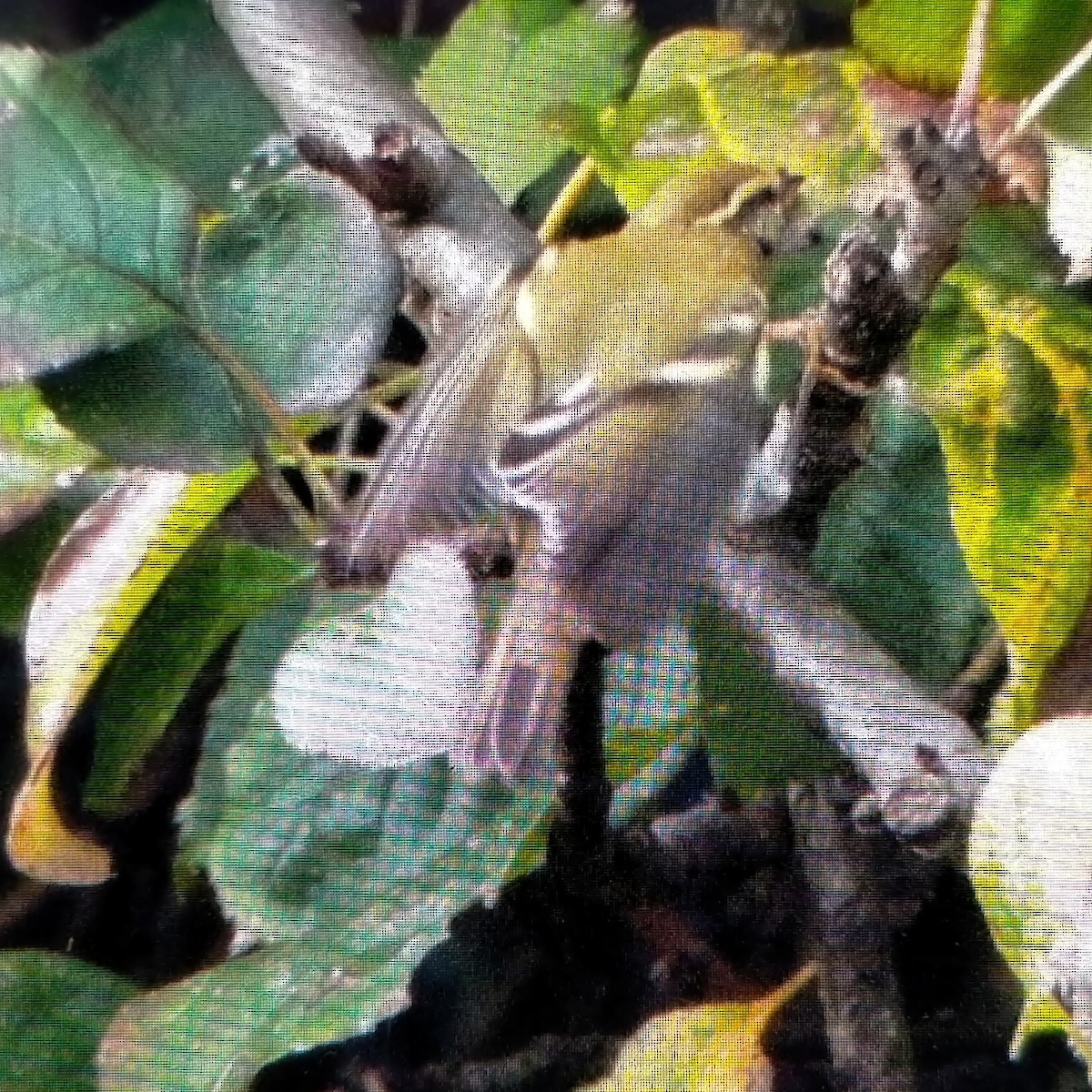 Yellow-browed Warbler - ML645004616